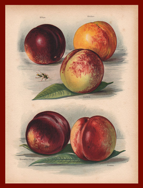 stampa antica pesche wright