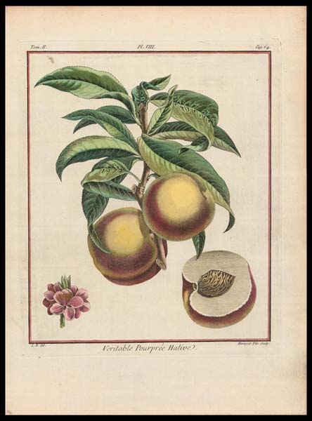 stampa antica pourpree hative duhamel du monceau
