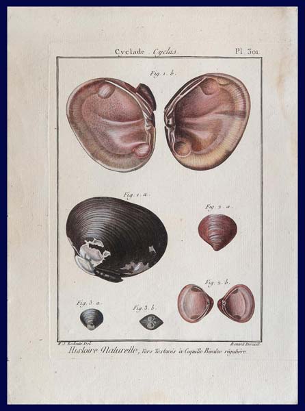 stampa antica conchiglie cyclas