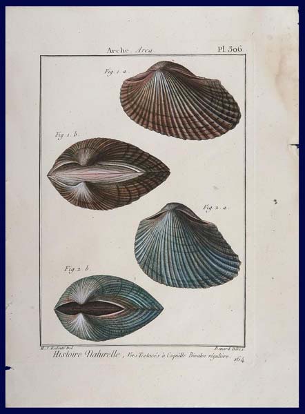 stampa antica conchiglie arca