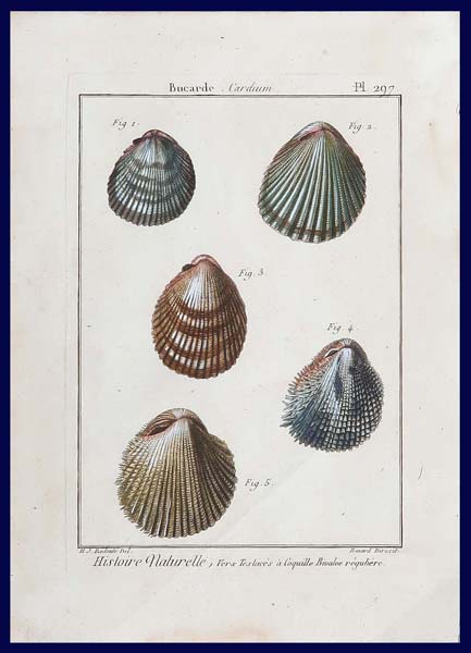 stampa antica conchiglie cardium