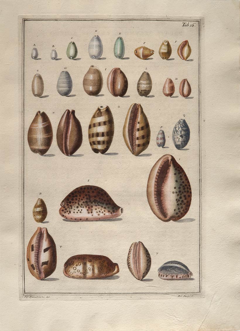 stampa antica conchiglie gualtieri stampa antica conchiglie gualtieri