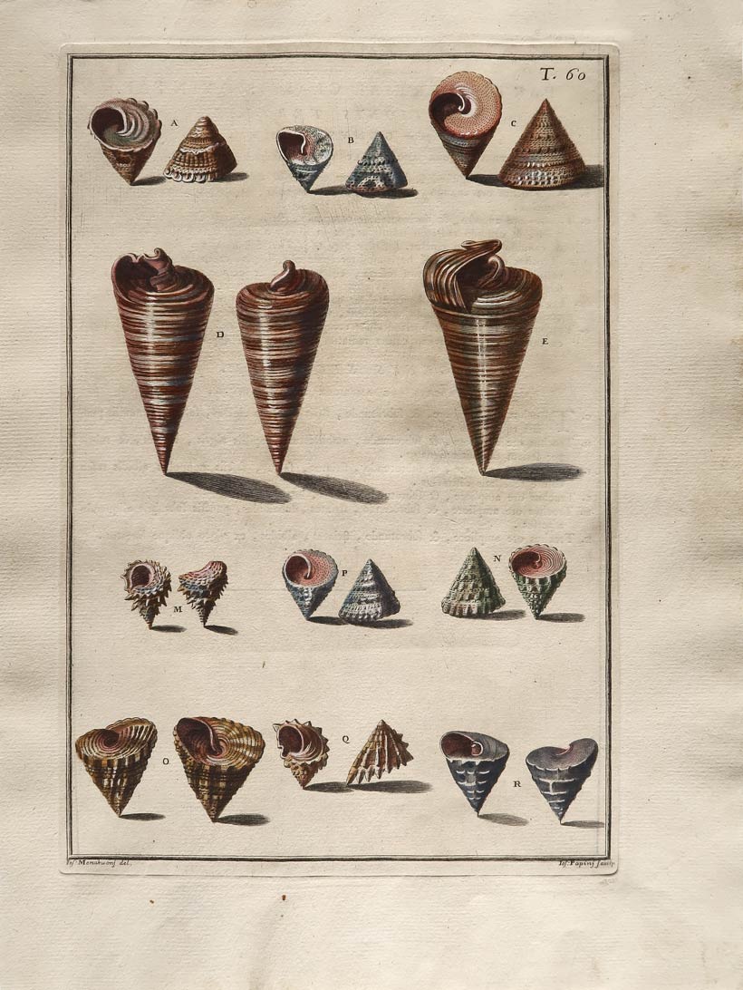 stampa antica conchiglie gualtieri stampa antica conchiglie gualtieri