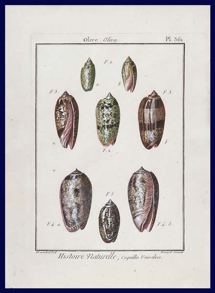 stampa antica conchiglie oliva