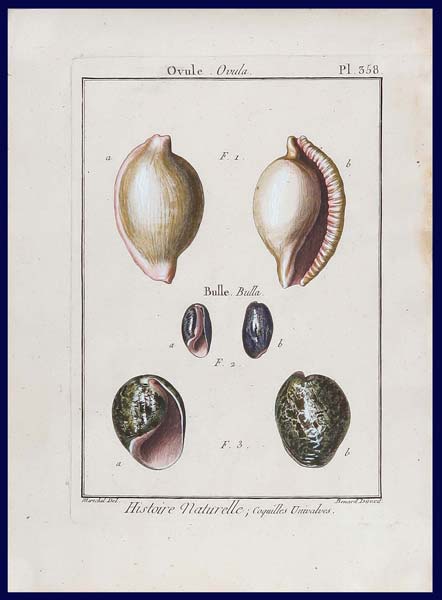 stampa antica conchiglie ovula