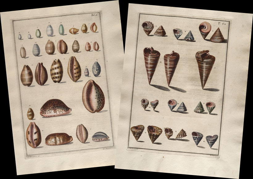 stampe antiche conchiglie gualtieri
