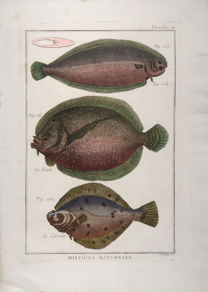 stampa antica pesci sogliola