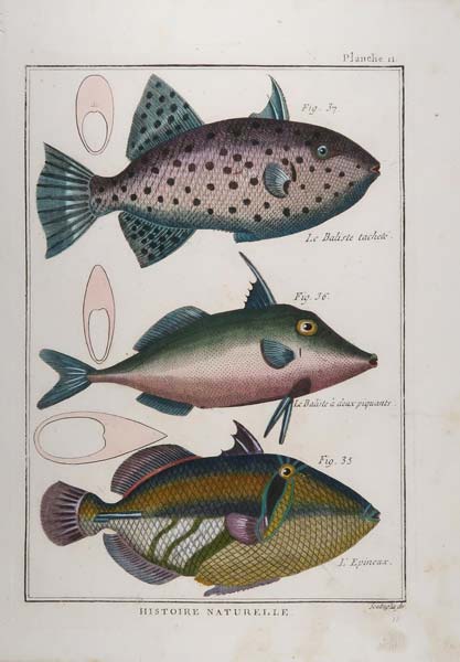 stampa antica baliste tachete histoire naturelle