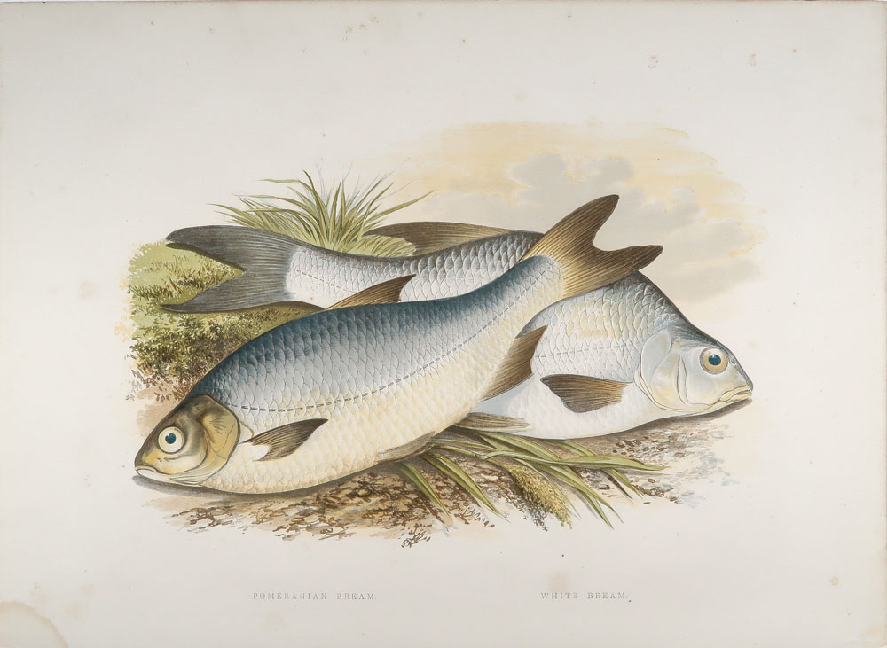 stampa antica blicca