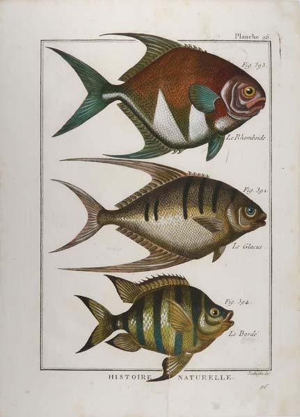 stampa antica carangide histoire naturelle