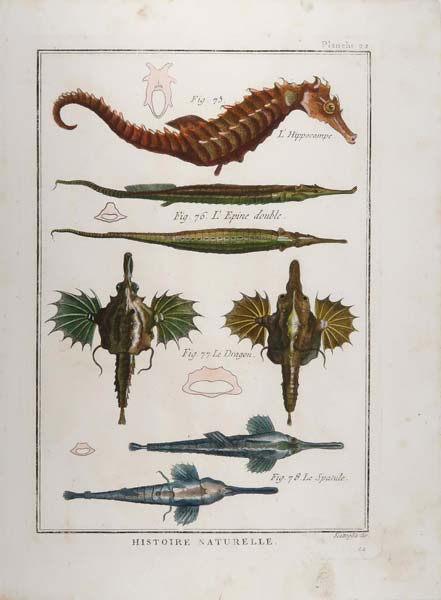 stampa antica ippocampo histoire naturelle