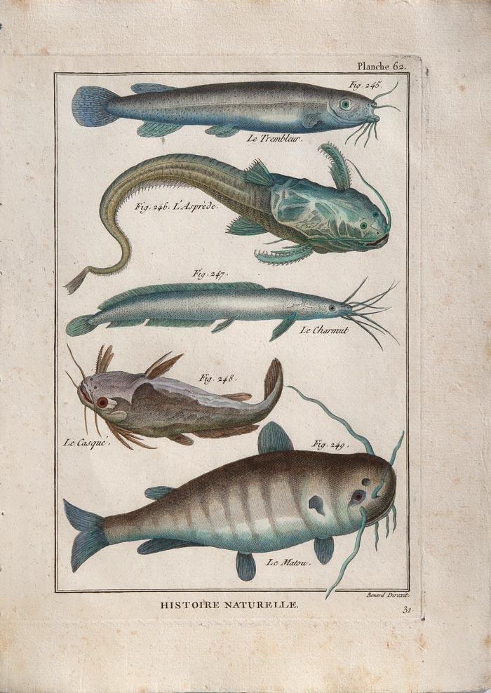 stampa antica pesci histoire naturelle