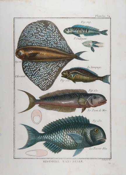 stampa antica pteraclis velifera histoire naturelle
