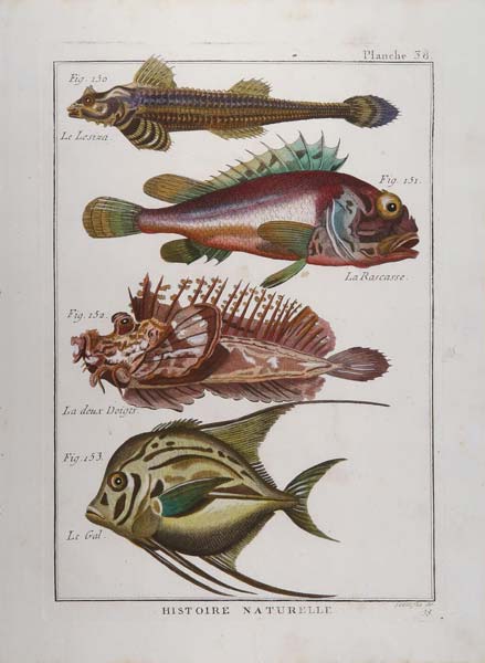 stampa antica scorfano histoire naturelle