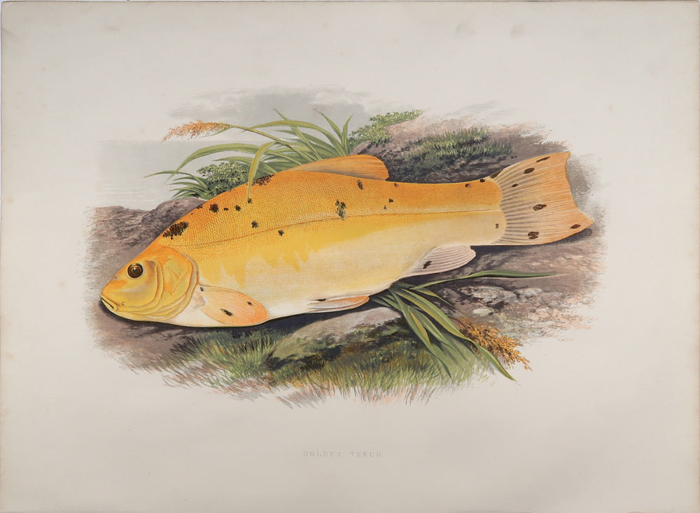 stampa antica tinca dorata