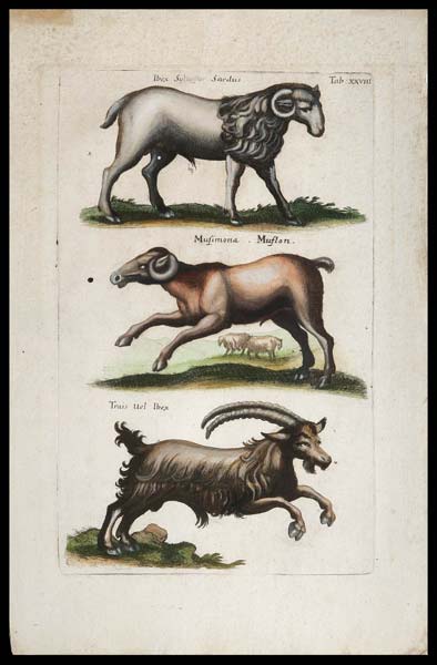 stampa antica ariete jonston
