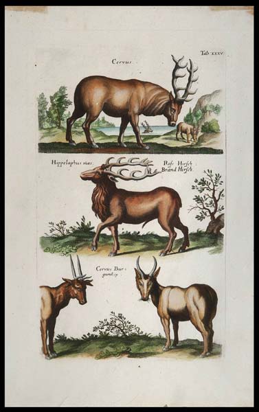 stampa antica cervi jonston