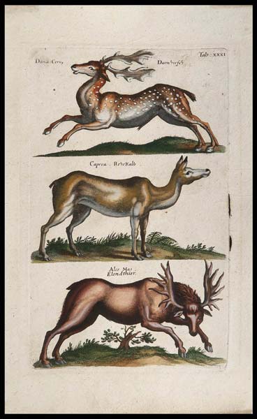 stampa antica daino jonston