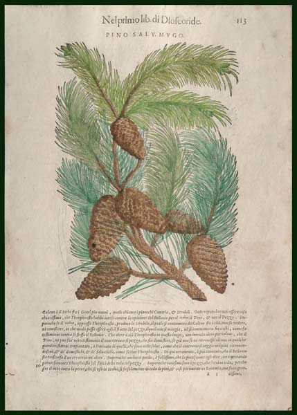 stampa antica pino mugo mattioli