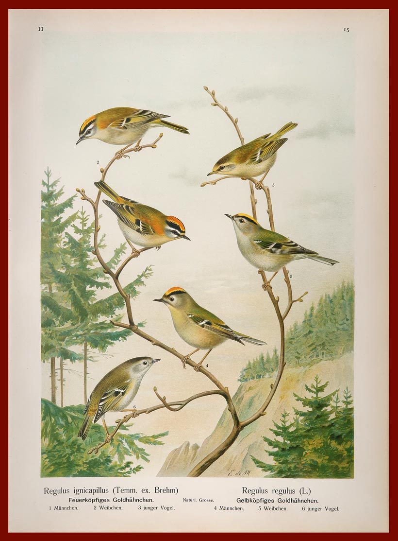 stampa antica regulus regulus
