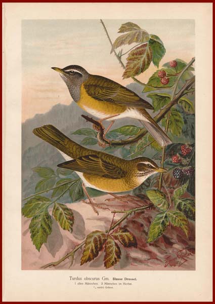 stampa antica turdus obscurus