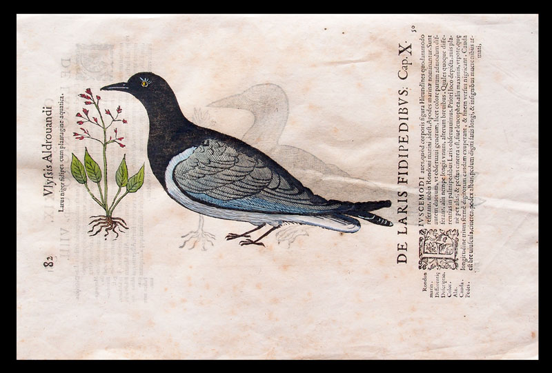 stampa antica gabbiano testa nera aldrovandi
