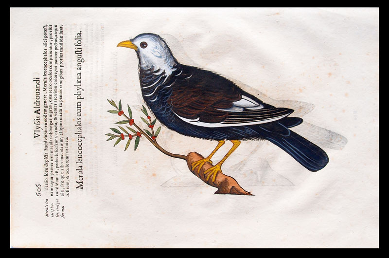 stampa antica merlo aldrovandi