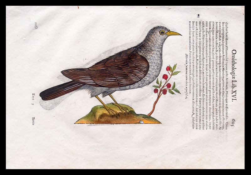 stampa antica uccelli aldrovandi