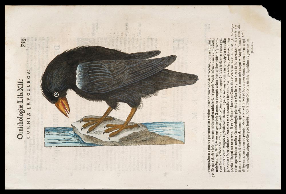 stampa antica cornacchia aldrovandi
