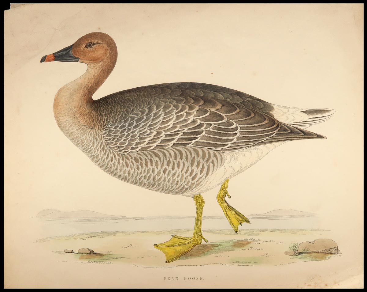 BEAN GOOSE.