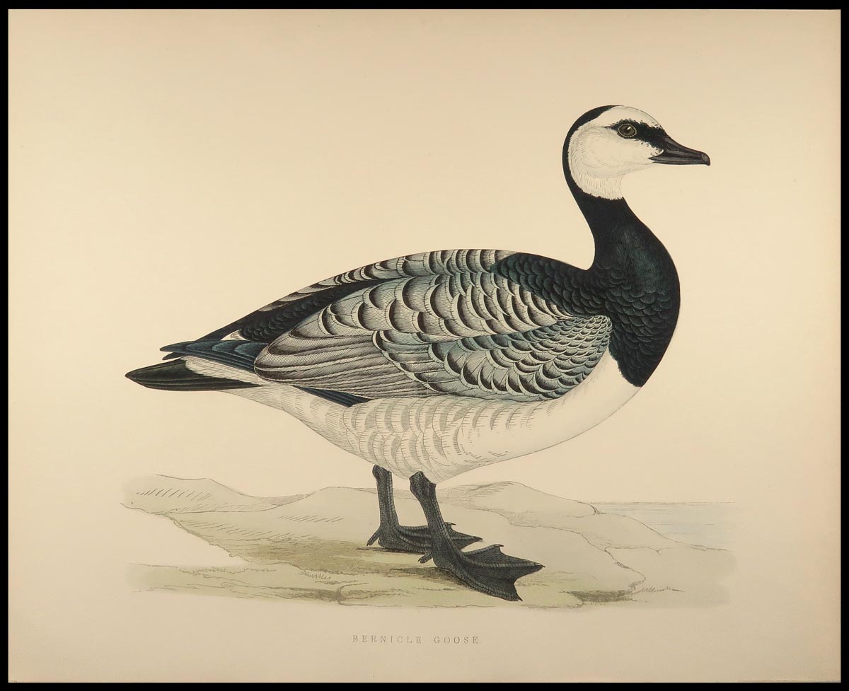 stampa antica bernicle goose morris