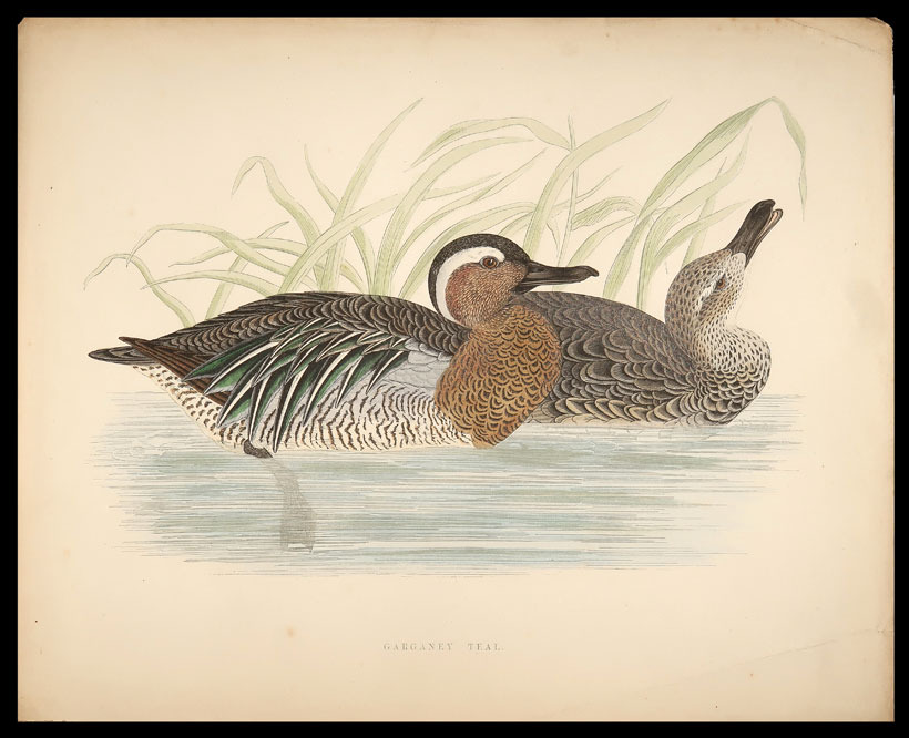 stampa antica anatra marzaiola