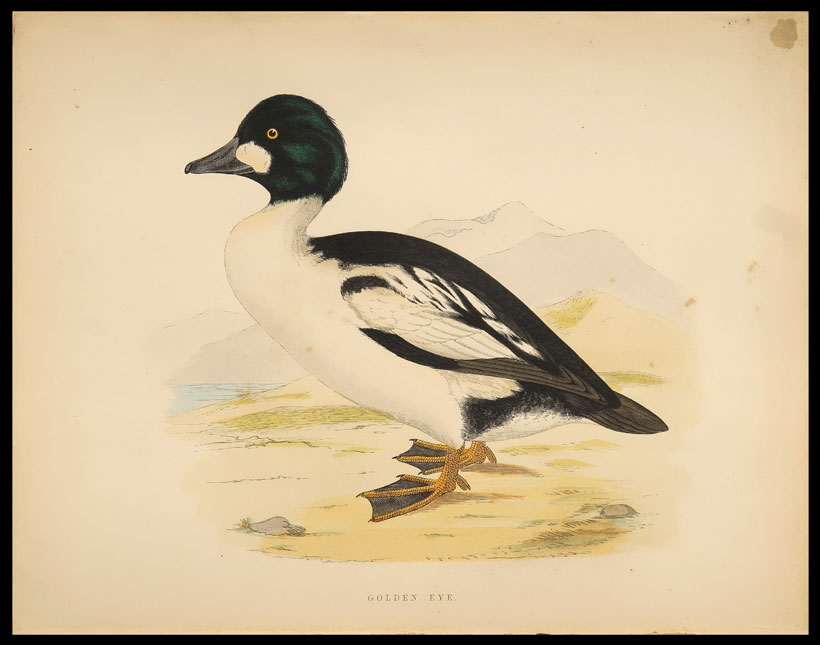 stampa antica anatra golden eye