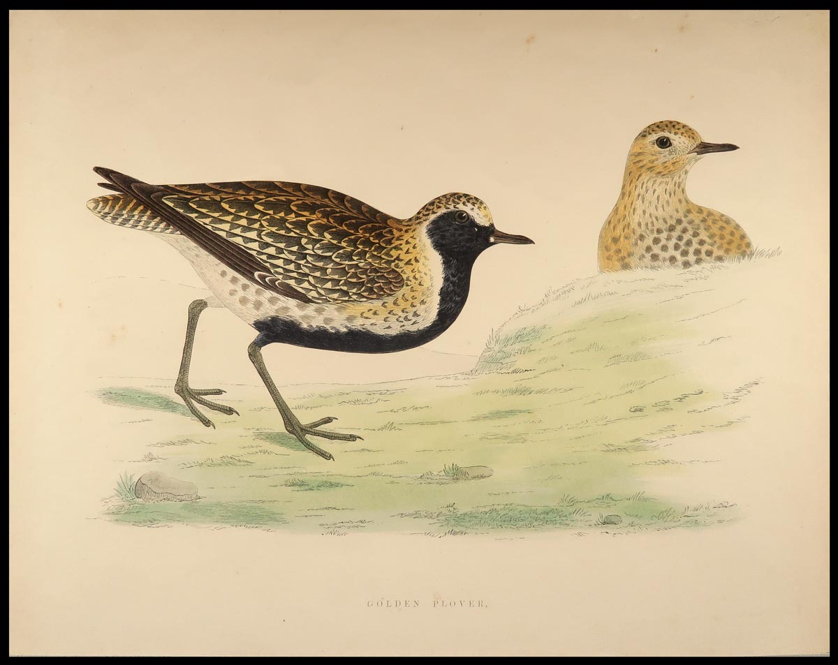 stampa antica golden plover morris