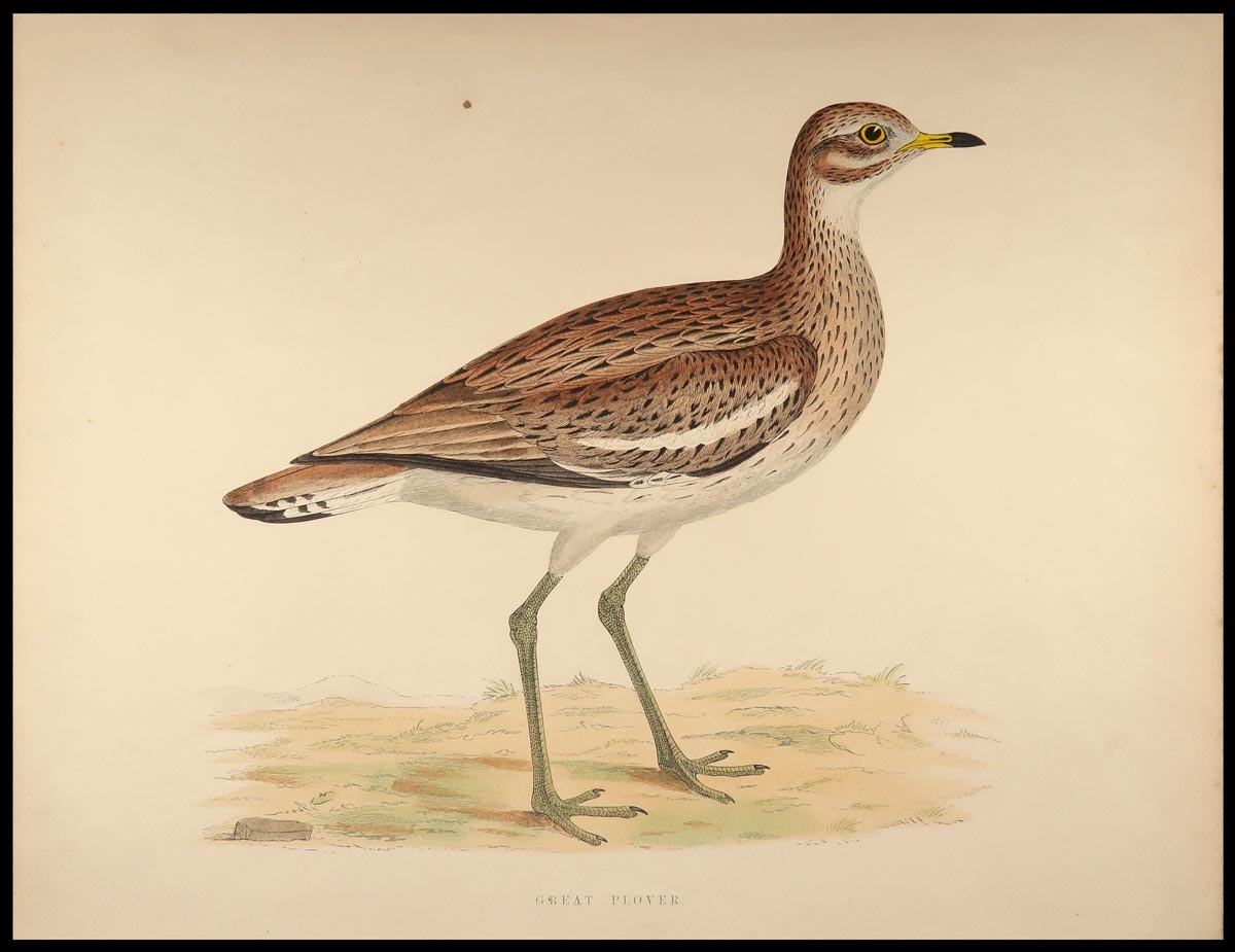 stampa antica great plover morris
