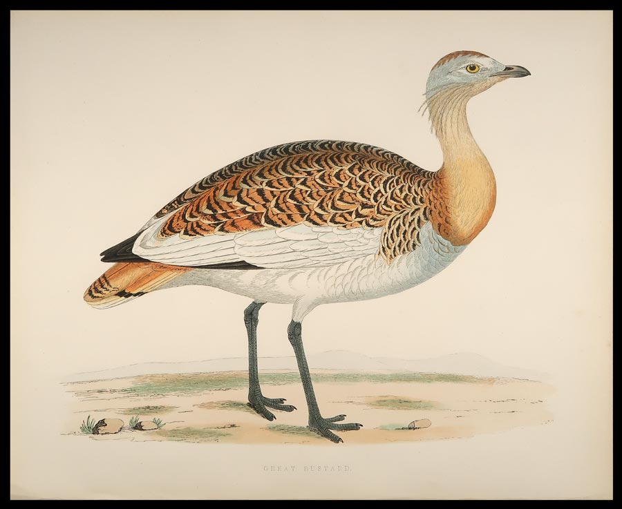 Stampa antica otarda fawcett