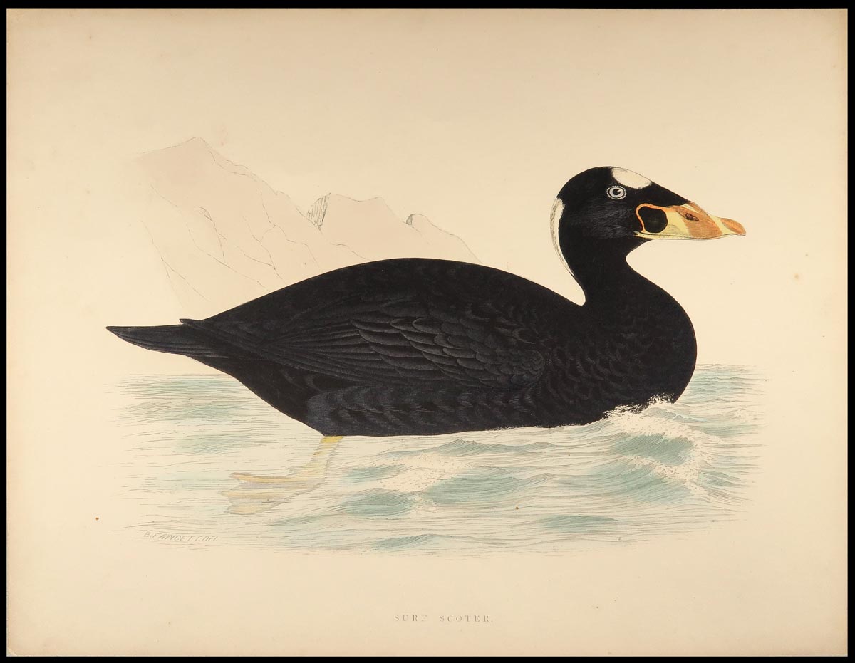 stampa antica surf scoter