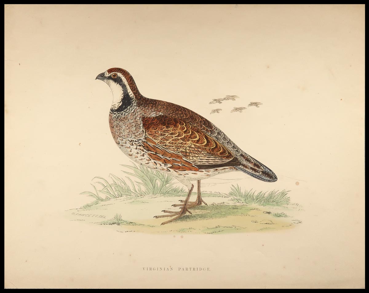 stampa antica colino virginia fawcett