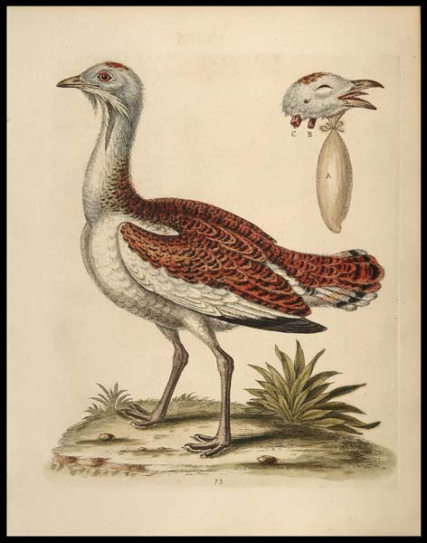 stampa antica bustard cock edwards