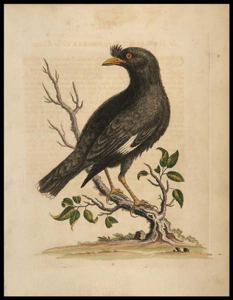 stampa antica chinese starling edwards