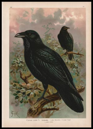 stampa antica corvo imperiale