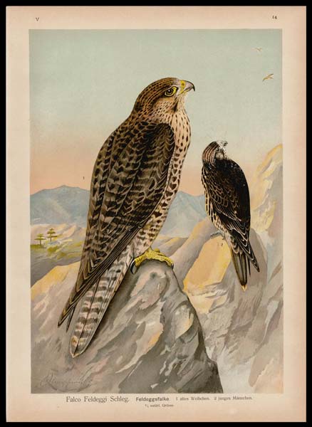 stampa antica falco feldeggi naumann