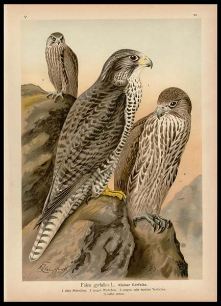 stampa antica falco gyrfalko naumann