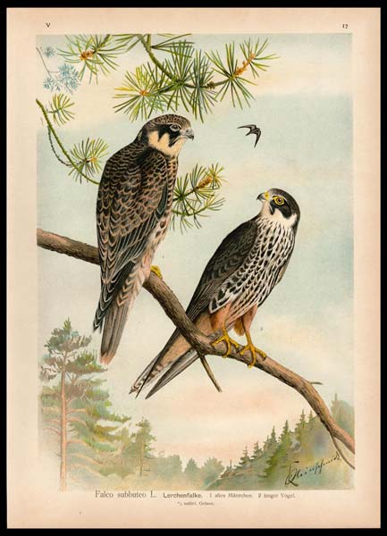 stampa antica falco subbuteo naumann