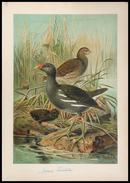 stampa antica gallinella acqua naumann