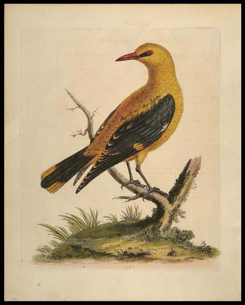 stampa antica golden thrush edwards