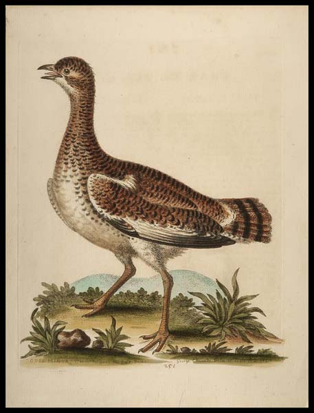 stampa antica otis minor edwards