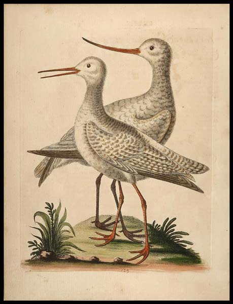 stampa antica pool snipe edwards