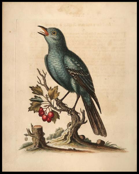 stampa antica solitary sparrow edwards