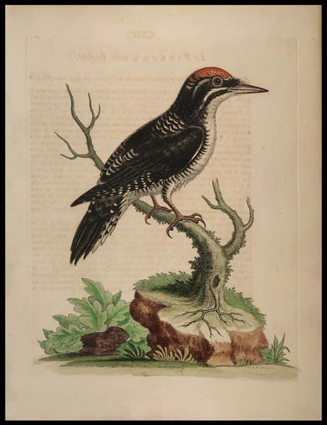 stampa antica wood pecker edwards